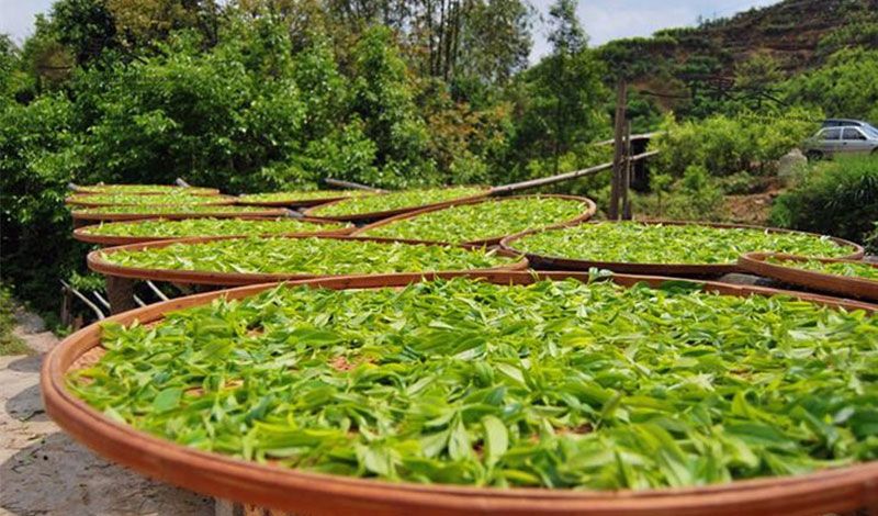 黄山毛峰属于什么茶类？(产地、保存方法、等级划分)-第2张-黄山毛峰-凤凰单丛茶网