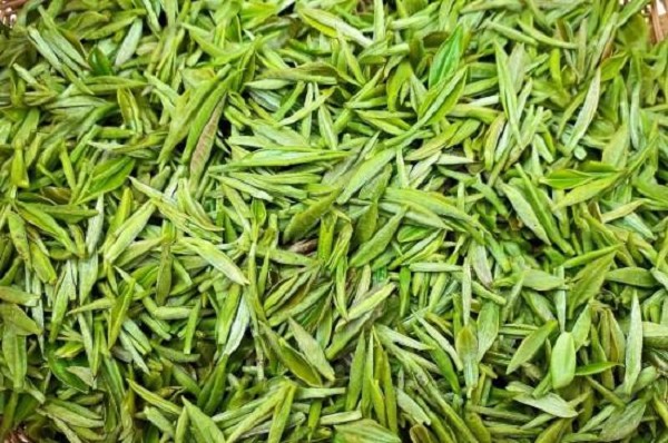 沩山毛尖属于什么茶？-第3张-沩山毛尖-凤凰单丛茶网