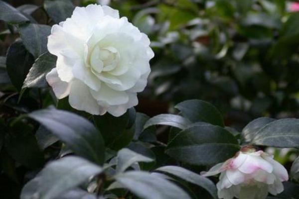 山茶花又叫什么_山茶花像什么-第2张-茶叶知识-凤凰单丛茶网
