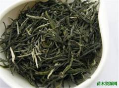 安化松针茶的功效与作用 _松针茶为什么不能多喝
