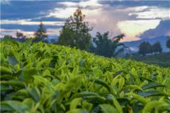 罗布麻茶多少钱一斤？能降血压吗？有哪些？功效及作用？（罗布麻茶有