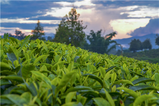 罗布麻茶多少钱一斤？能降血压吗？有哪些？功效及作用？（罗布麻茶有-第1张-罗布麻茶-凤凰单丛茶网