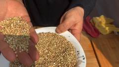喝苦荞茶上火吗