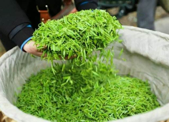 湄江茶和朵贝茶哪个更好?为你详细介绍湄江茶和朵贝茶的产地和历史-第5张-湄江茶-凤凰单丛茶网
