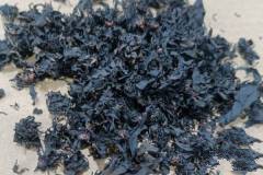 杜仲雄花茶如何泡_杜仲雄花茶每天泡多少克最好(冲泡方法介绍)