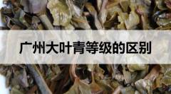 广东大叶青等级的区别